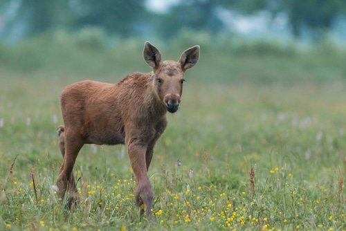 Adorable Baby Moose: A Fascinating Insight into These Gentle Giants