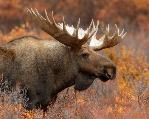 Discover the Fascinating World of Moose: Size & Weight Revealed