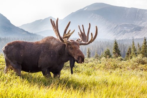 moose vs. elk