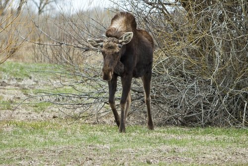 moose photography tips