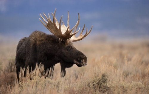 Antlers, Hooves, and More: The Fascinating Anatomy of the Moose