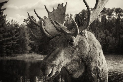moose antlers shedding