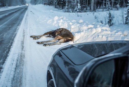 moose car collisions
