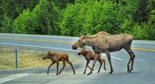 moose reproduction