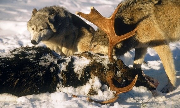 moose predators