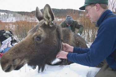 moose population tracking