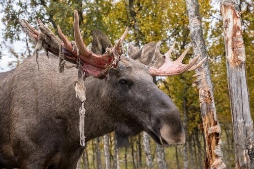 moose shedding velvet
