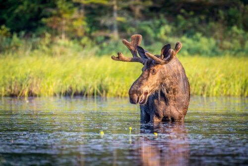 moose facts for kids