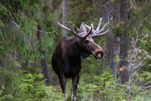 Moose Habitat and Range