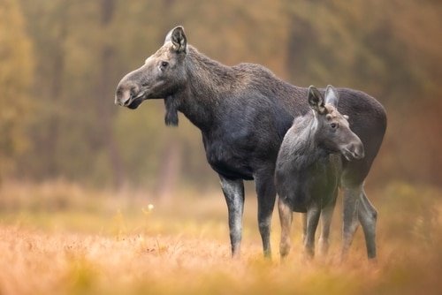 Advancements in Alces: The Latest in Moose Research and Studies