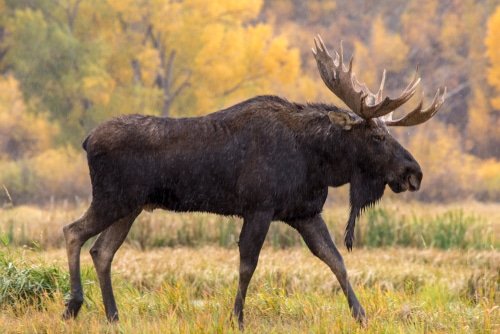 moose feeding habits