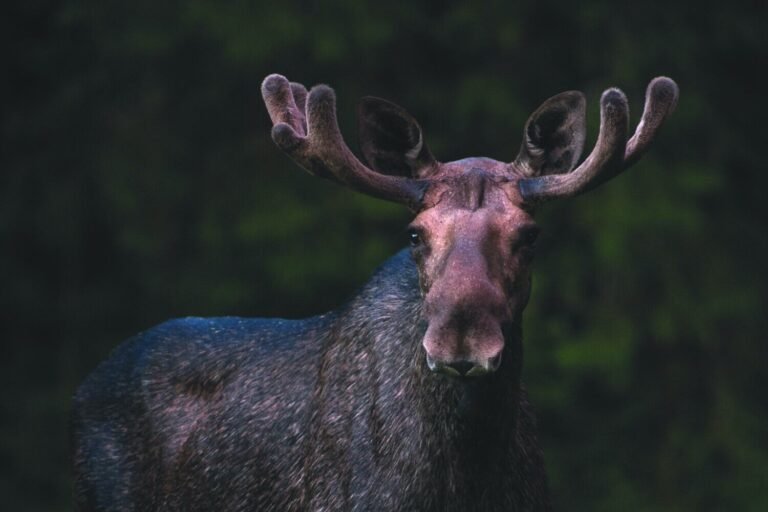 Moose Around the World: Differences in Appearance and Behavior