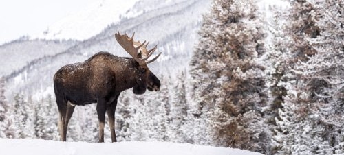 moose hunting laws