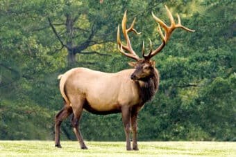 The Moose vs. Elk – What You Need to Know Now